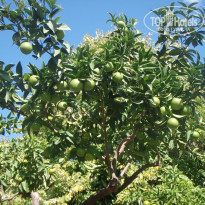 фото из отзыва ID 825184