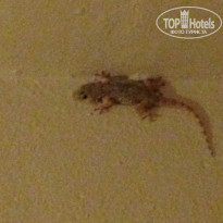 фото из отзыва ID 825830