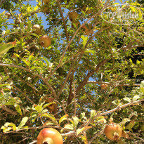 фото из отзыва ID 825830