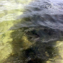 фото из отзыва ID 825355