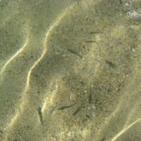 фото из отзыва ID 826563