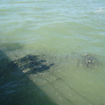 фото из отзыва ID 826811