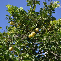 фото из отзыва ID 827110