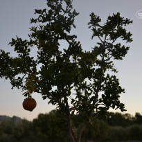 фото из отзыва ID 827110