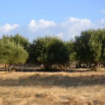 фото из отзыва ID 827110