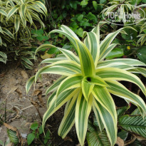 фото из отзыва ID 828655