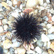 фото из отзыва ID 829027