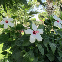 фото из отзыва ID 830400