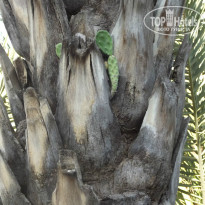 фото из отзыва ID 831741