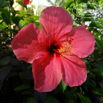 фото из отзыва ID 832079