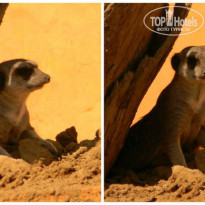 фото из отзыва ID 833712