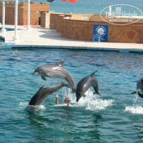 фото из отзыва ID 835132