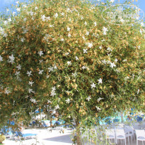 фото из отзыва ID 835135