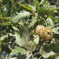 фото из отзыва ID 835161