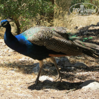 фото из отзыва ID 835161