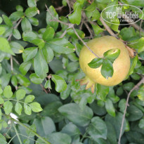 фото из отзыва ID 835266