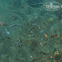 фото из отзыва ID 835614