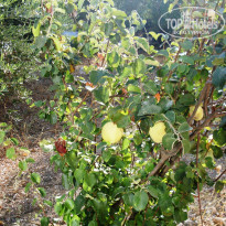 фото из отзыва ID 835733