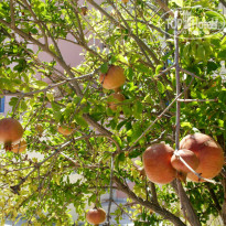 фото из отзыва ID 835733