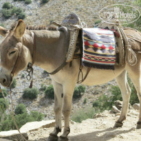 фото из отзыва ID 836384