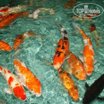 фото из отзыва ID 837104