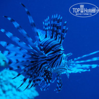 фото из отзыва ID 837590