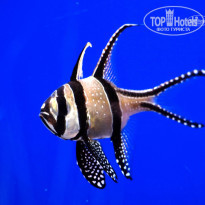 фото из отзыва ID 837590