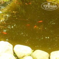 фото из отзыва ID 837903