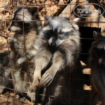 фото из отзыва ID 838823