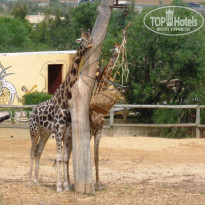 фото из отзыва ID 838994