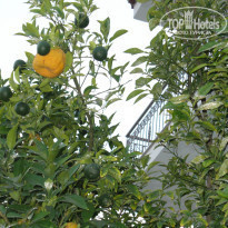 фото из отзыва ID 839235