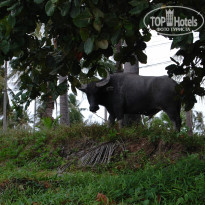 фото из отзыва ID 839882