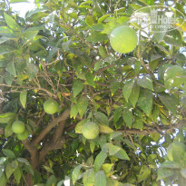 фото из отзыва ID 840640