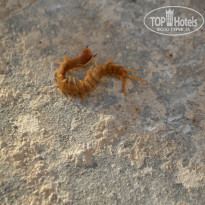 фото из отзыва ID 841213