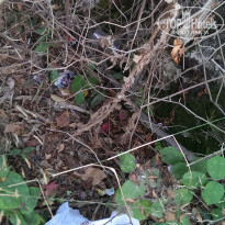 фото из отзыва ID 846366