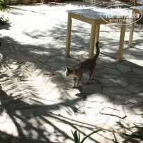 фото из отзыва ID 846975