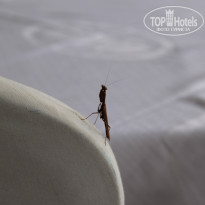 фото из отзыва ID 847179