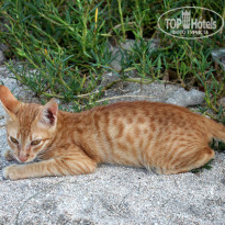 фото из отзыва ID 847240