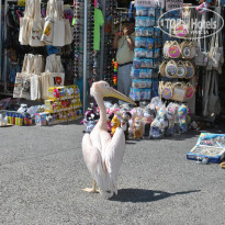 фото из отзыва ID 848222