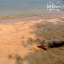 фото из отзыва ID 850839