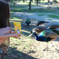 фото из отзыва ID 851045