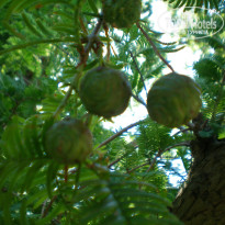 фото из отзыва ID 851426