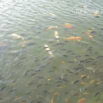 фото из отзыва ID 852915