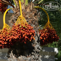 фото из отзыва ID 853169