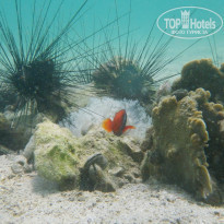 фото из отзыва ID 854942