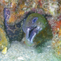 фото из отзыва ID 854942