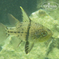 фото из отзыва ID 854942