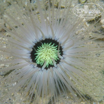 фото из отзыва ID 854942