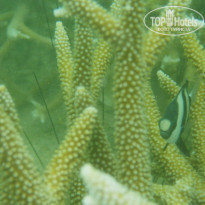 фото из отзыва ID 854942