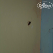 фото из отзыва ID 855471